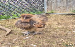 Chickens poultry for sale: Male USA Silkie cockerel  - Image 1