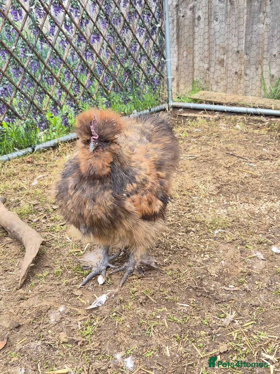 Chickens poultry for sale: Male USA Silkie cockerel  - Image 1