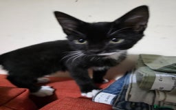 British Shorthair cats for sale: Kittens 1 boy 2 girls - Image 4