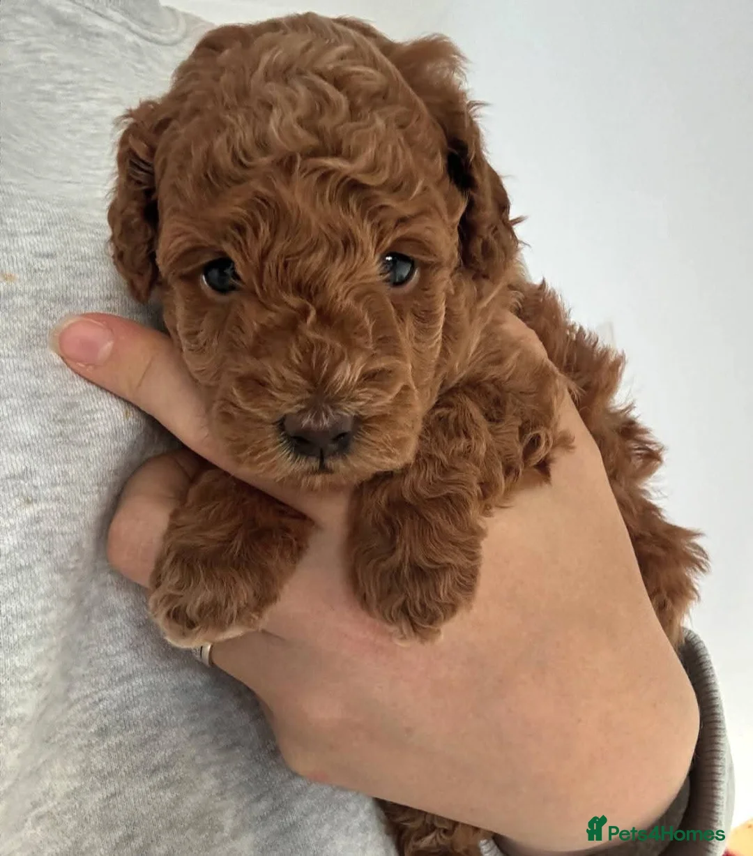 Toy Poodle dogs for stud: *Proven* KC registered Toy Poodle - petite boy in Bolton - Advert 33