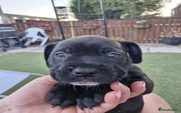 Cane Corso dogs for sale: Mr Cane corso x bulldog - Image 2