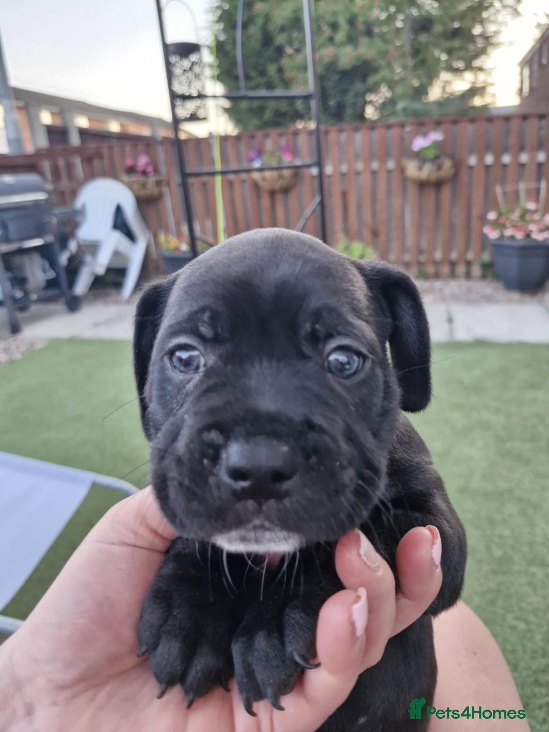 Cane Corso dogs for sale: Mr Cane corso x bulldog - Image 2