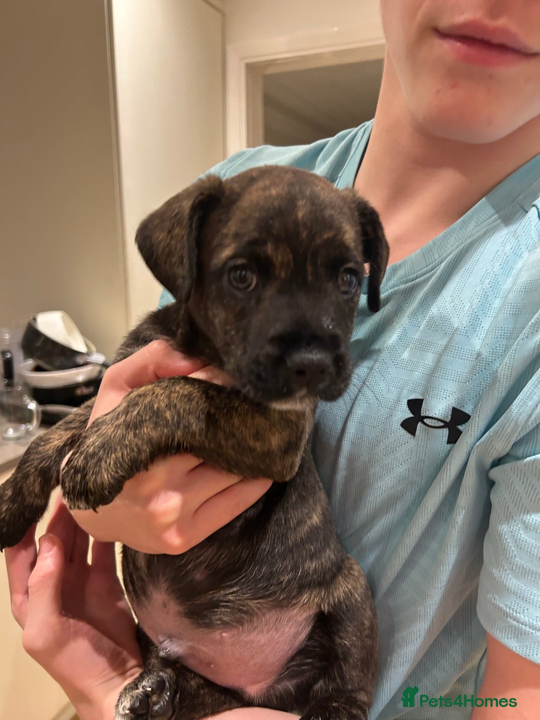 Mixed Breed dogs for sale: Follie (French bulldog / border collie) pups 4sale - Image 13