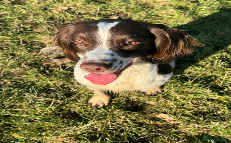 English Springer Spaniel dogs - Advert 2