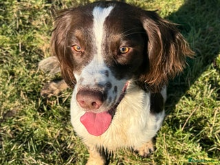 English Springer Spaniel dogs - Advert 9