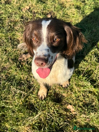 English Springer Spaniel dogs - Advert 1