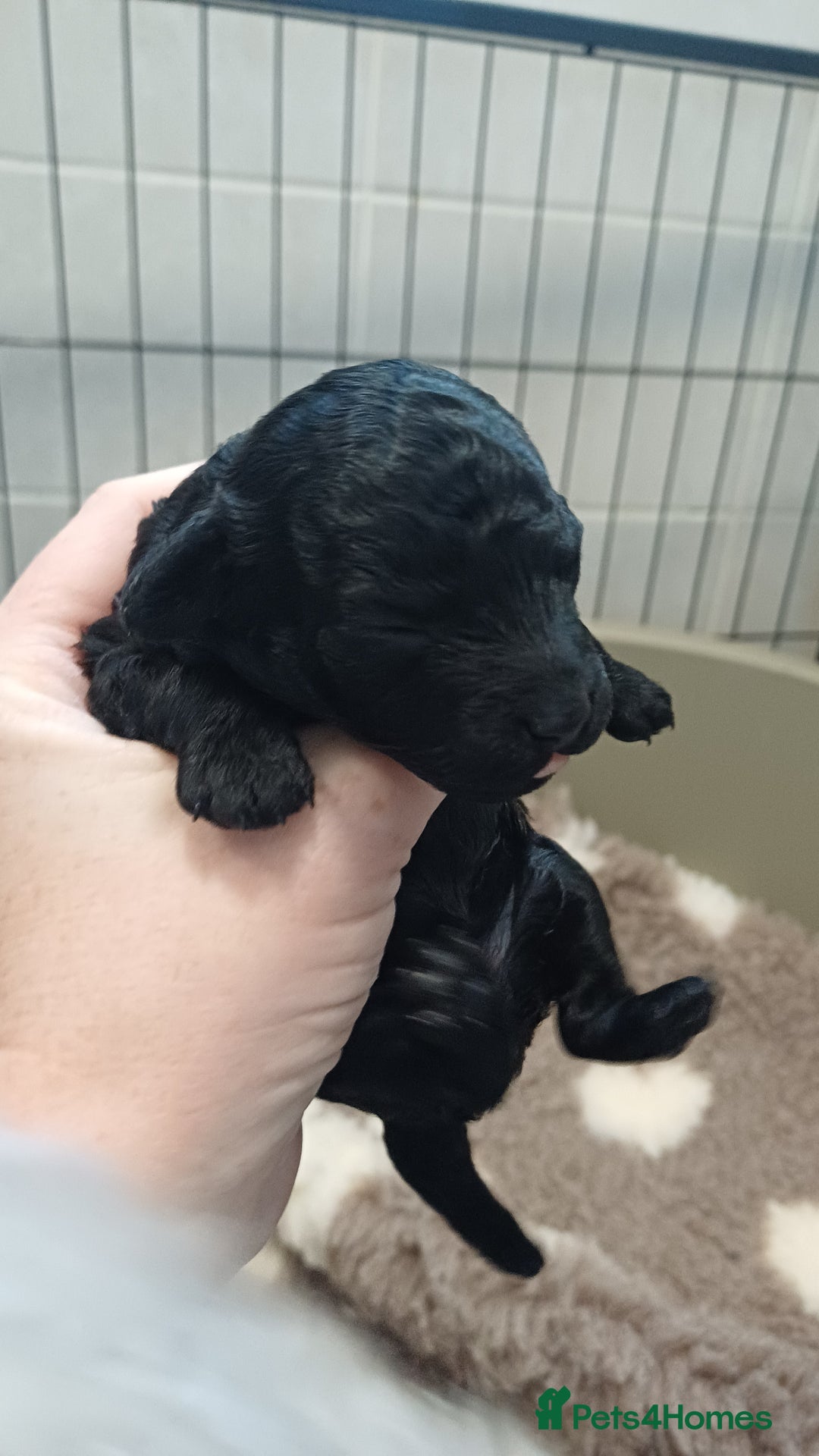 Toy Poodle dogs for sale: Female toy poodle silver  - Image 12