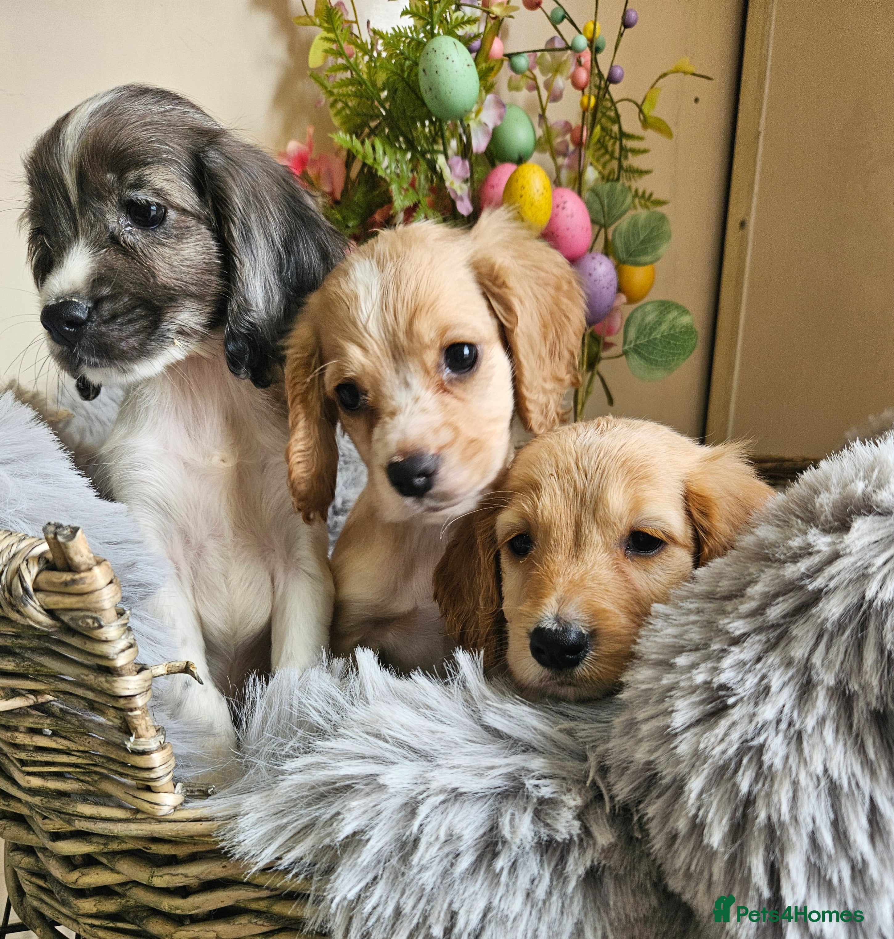 Cocker Spaniel dogs Well bred, rare coloured, working cocker spaniels - Advert 8