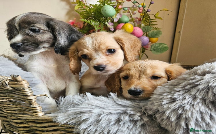 Cocker Spaniel dogs - Advert 15