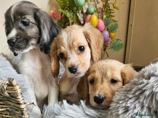 Cocker Spaniel dogs - Advert 2