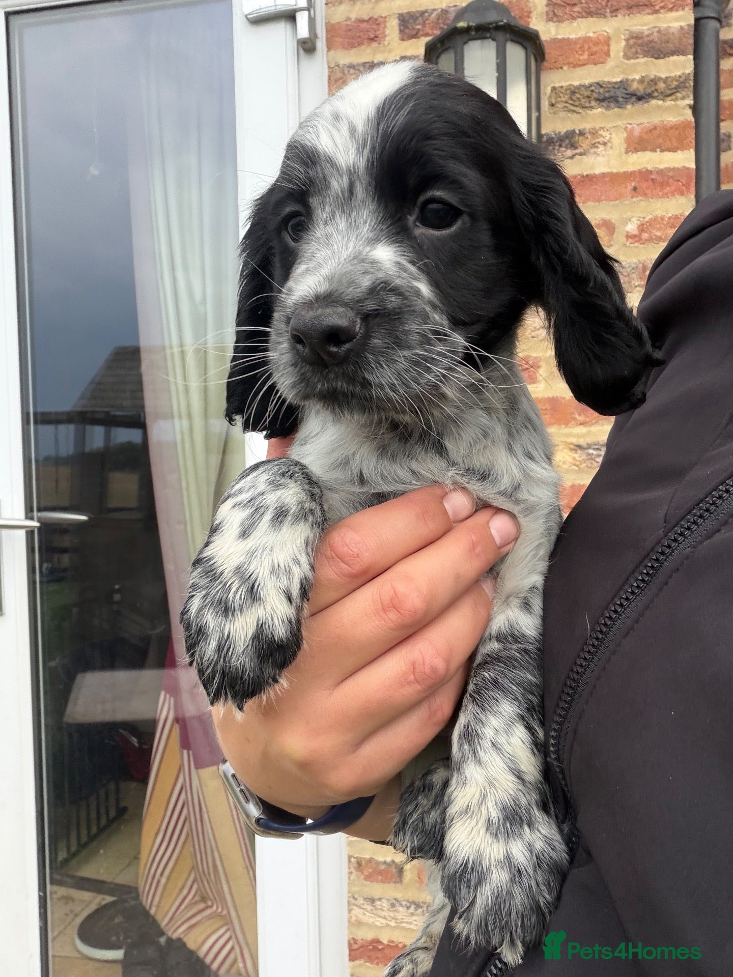 Cocker Spaniel dogs Gorgeous working cocker spaniel puppies - Advert 8