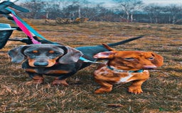 Miniature Dachshund dogs for sale: Mixed litter of beautiful miniature dachshunds  - Image 1