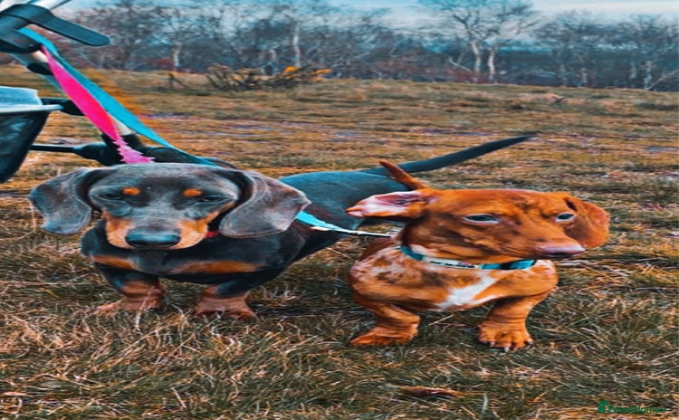 Miniature Dachshund dogs - Advert 4