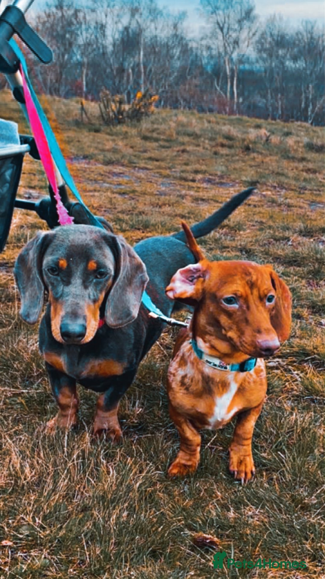 Miniature Dachshund dogs for sale: Mixed litter of beautiful miniature dachshunds  - Image 1