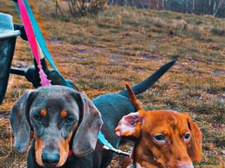 Miniature Dachshund dogs - Advert 14