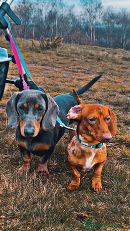 Miniature Dachshund dogs - Advert 1