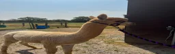 Alpaca livestock for sale: Tony, Timmy & Teddy – BACS Registered Alpaca Trio in Markfield - Advert 4