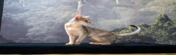 Abyssinian cats for sale: Super Cuddling Boy Champion Line 🏆 Silver Black - Advert 7