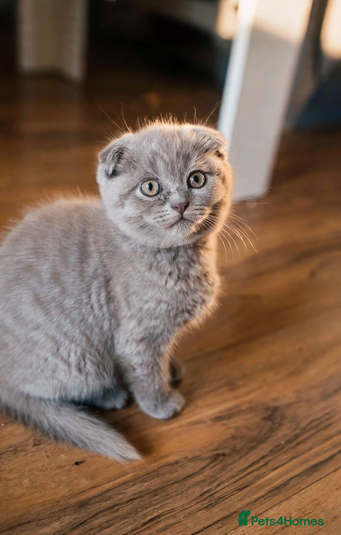 Scottish Fold cats  😸 Last Beautiful Female kittens 😸  - Advert 1