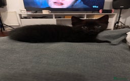 Mixed Breed cats for sale: Bonded brother and sister to go together!  - Image 3
