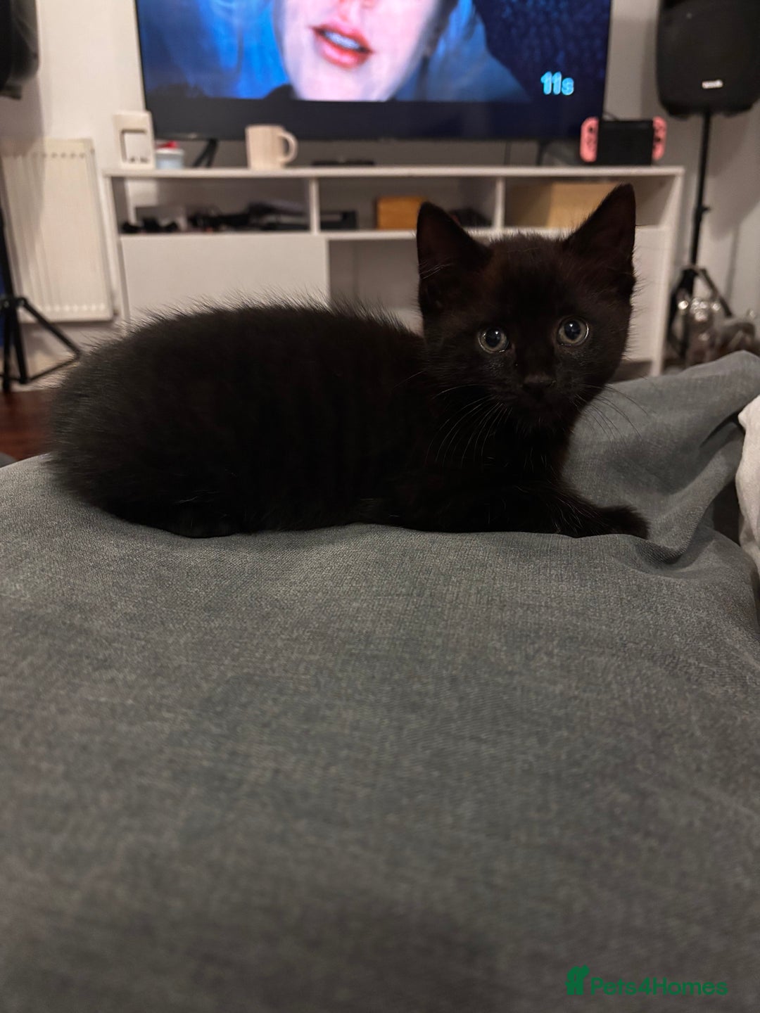 Mixed Breed cats for sale: Bonded brother and sister to go together!  - Image 3