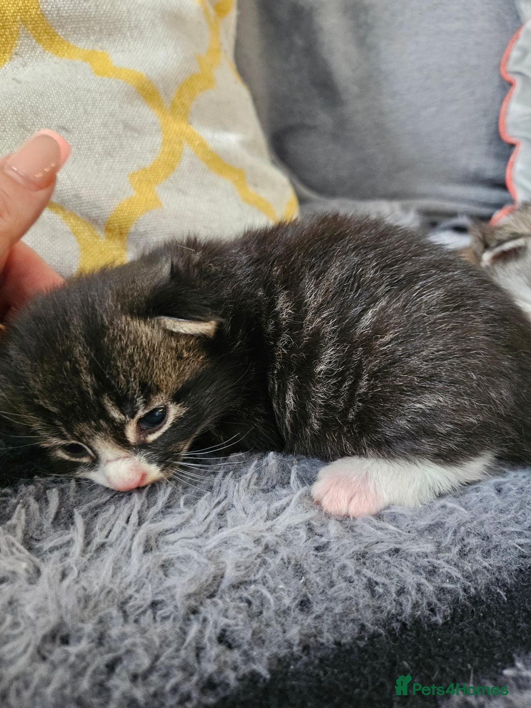 British Longhair cats for sale: Longhaired grey and black kittens, 2 ready now - Image 11