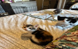 British Shorthair cats for sale: Kittens for sale  - Image 6