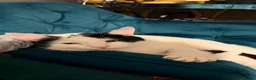 Mixed Breed cats for sale: Cute young male cat looking for a loving home - Advert 2