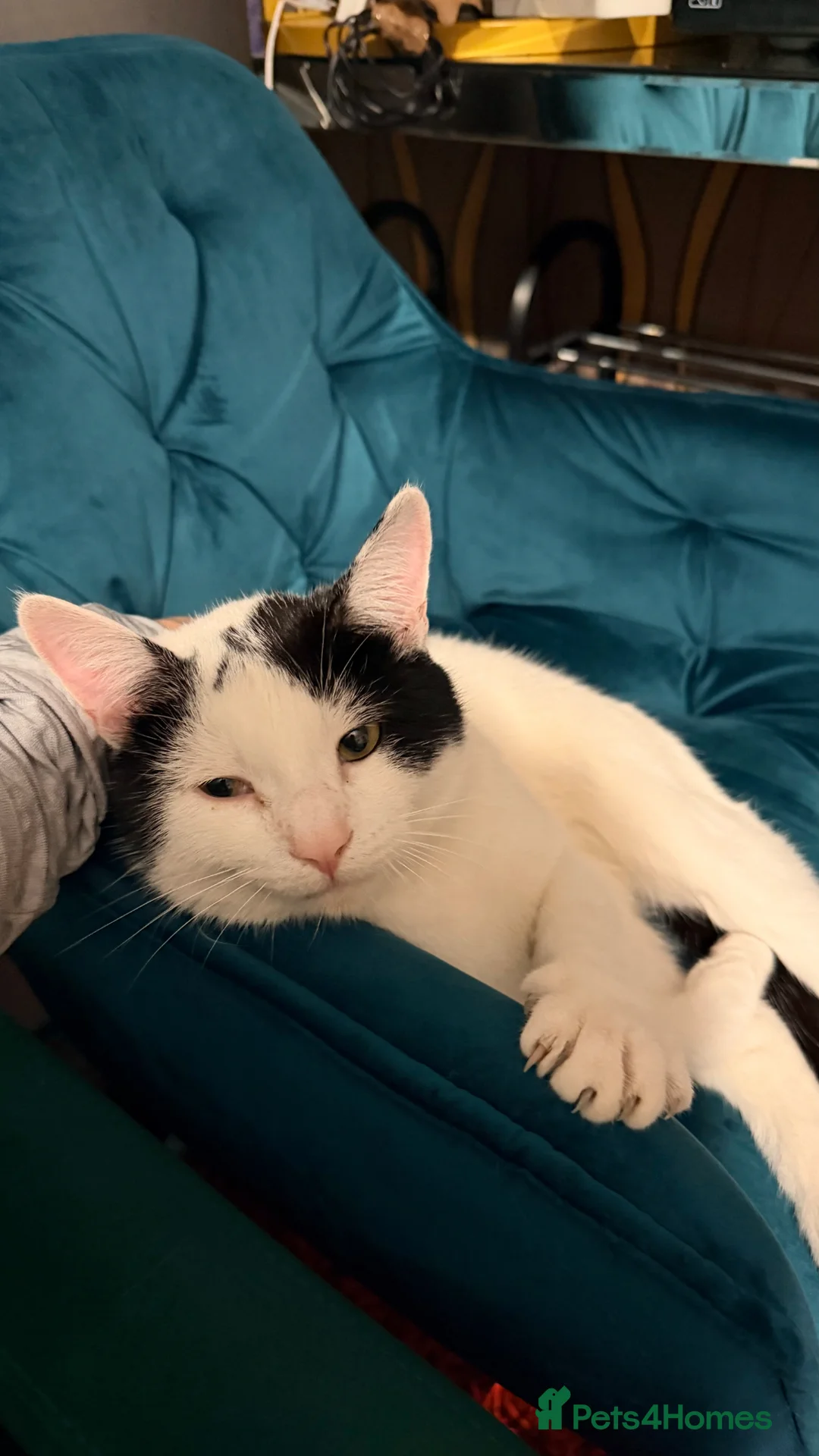 Mixed Breed cats for sale: Cute young male cat looking for a loving home - Advert 2