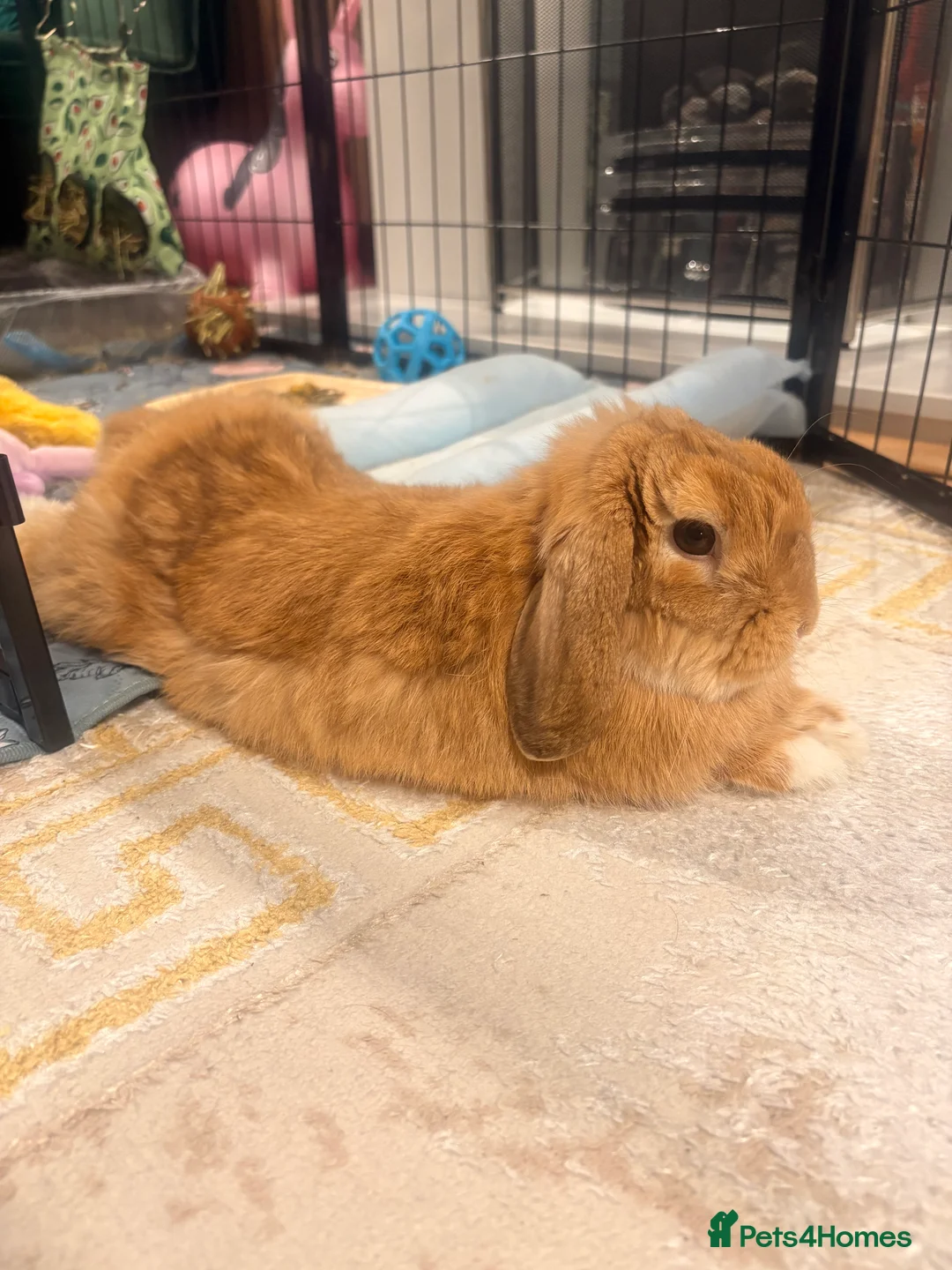 Mini Lop rabbits for sale: RESERVED-Leo-Adorable 10 months old mini lop male - Advert 1