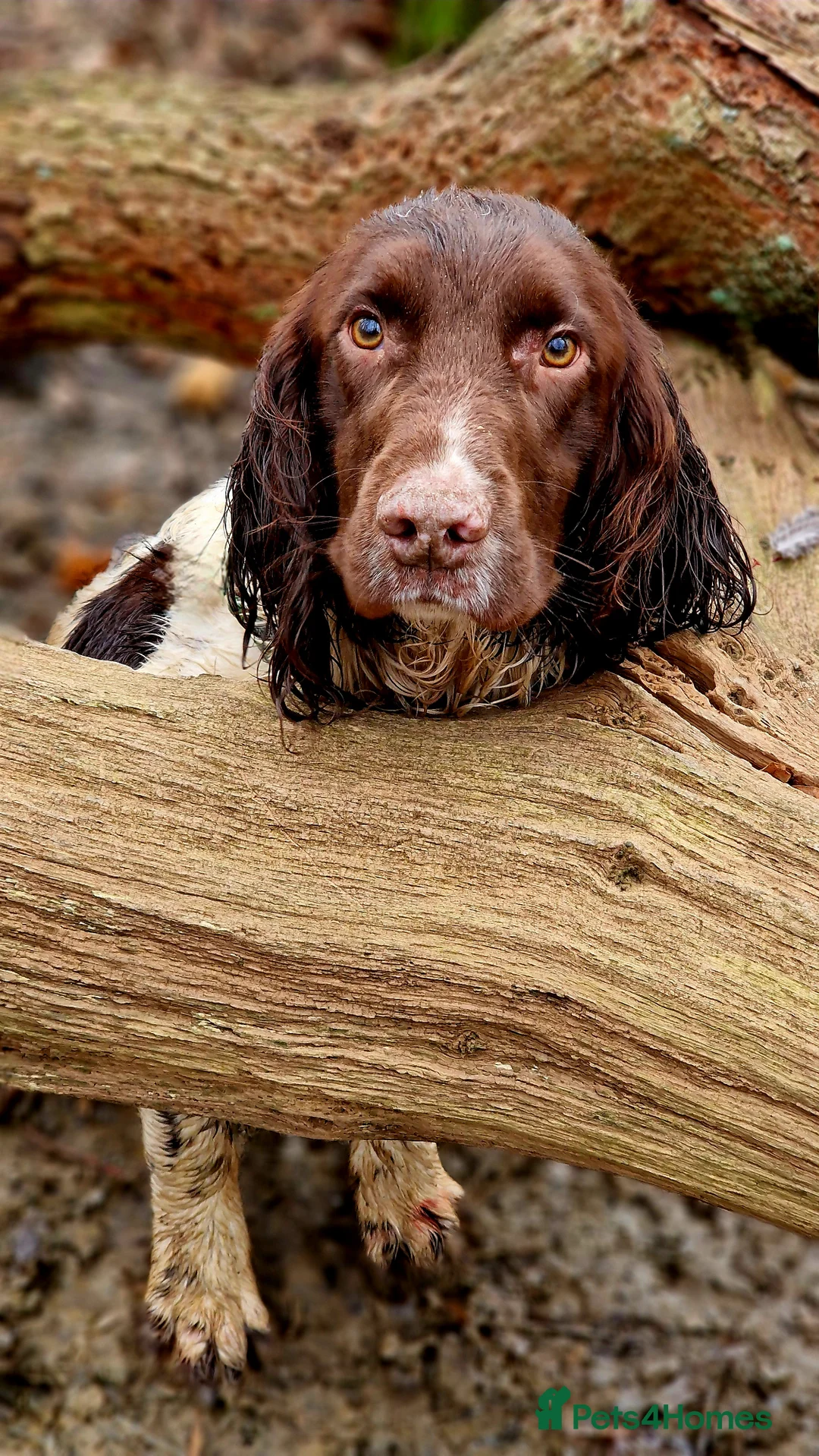 English Springer Spaniel dogs for stud: Fully Health Tested Exceptionally bred ESS Stud in Rye - Advert 7