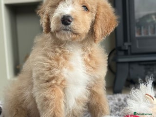 Mixed Breed dogs F1B SAINTBERNADODLE BRAMLEY BOY NOVA B/W GIRL - Advert 4