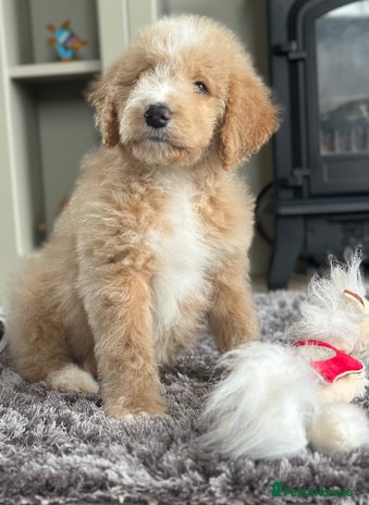 Mixed Breed dogs F1B SAINTBERNADODLE BRAMLEY BOY NOVA B/W GIRL - Advert 1