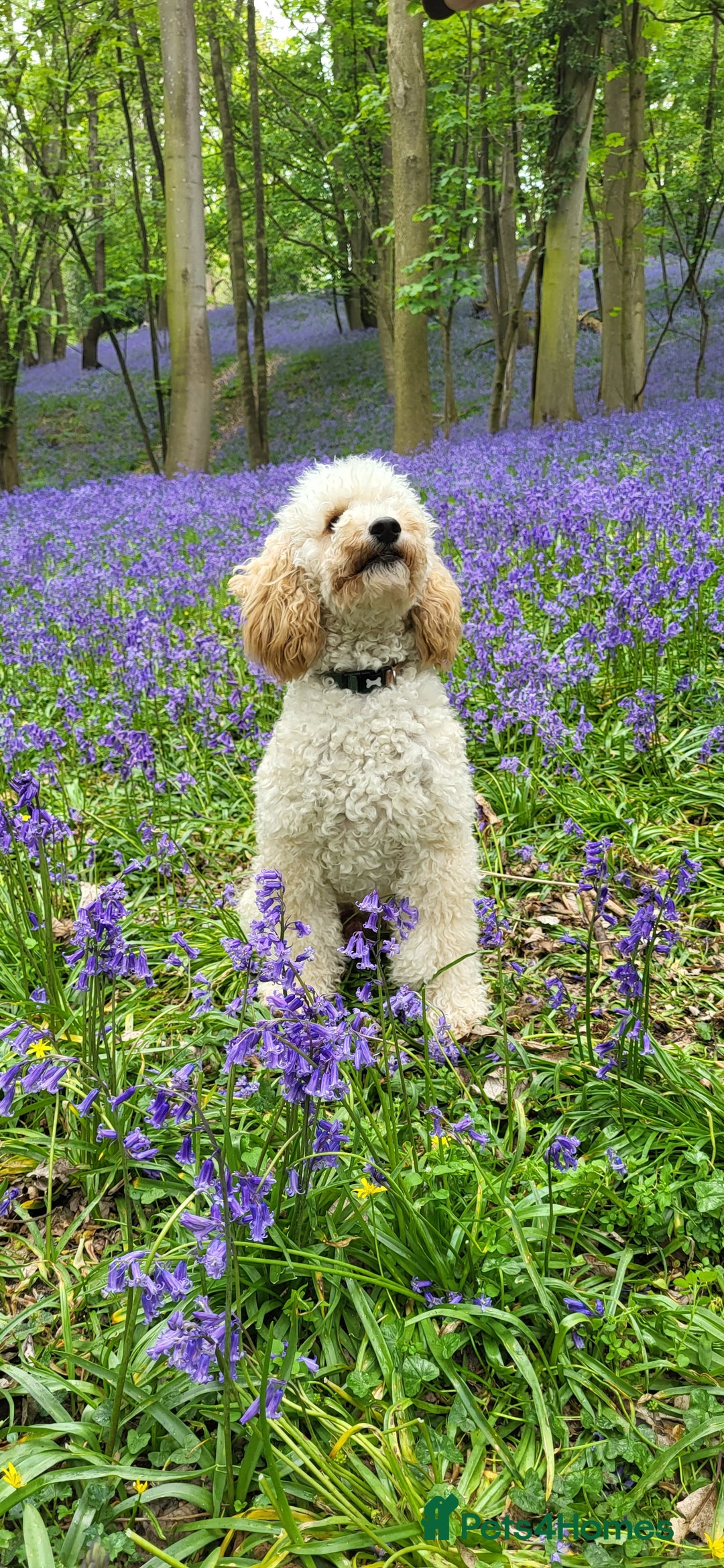 Miniature Poodle dogs for stud: KC Reg Miniature Poodle Stud in Norwich - Advert 3