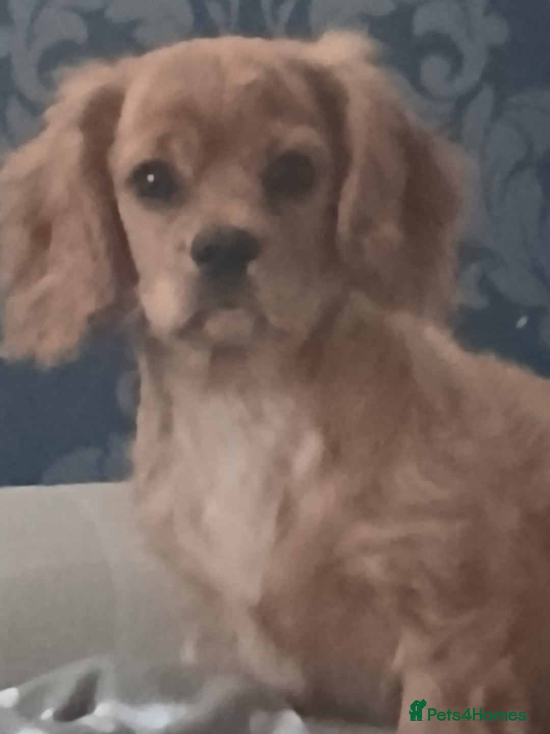 Cavachon dogs for sale: 3/4cavalier boy - Advert 1