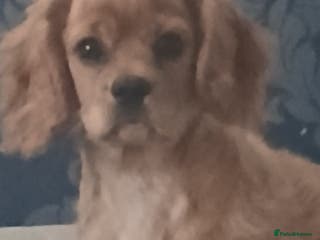 Cavachon dogs 3/4cavalier boy - Advert 17