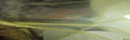 Gecko reptiles for sale: Crested gecko with full bio set up - Advert 6
