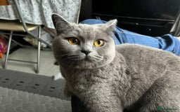 British Shorthair cats for sale: British short hair cute  - Advert 8