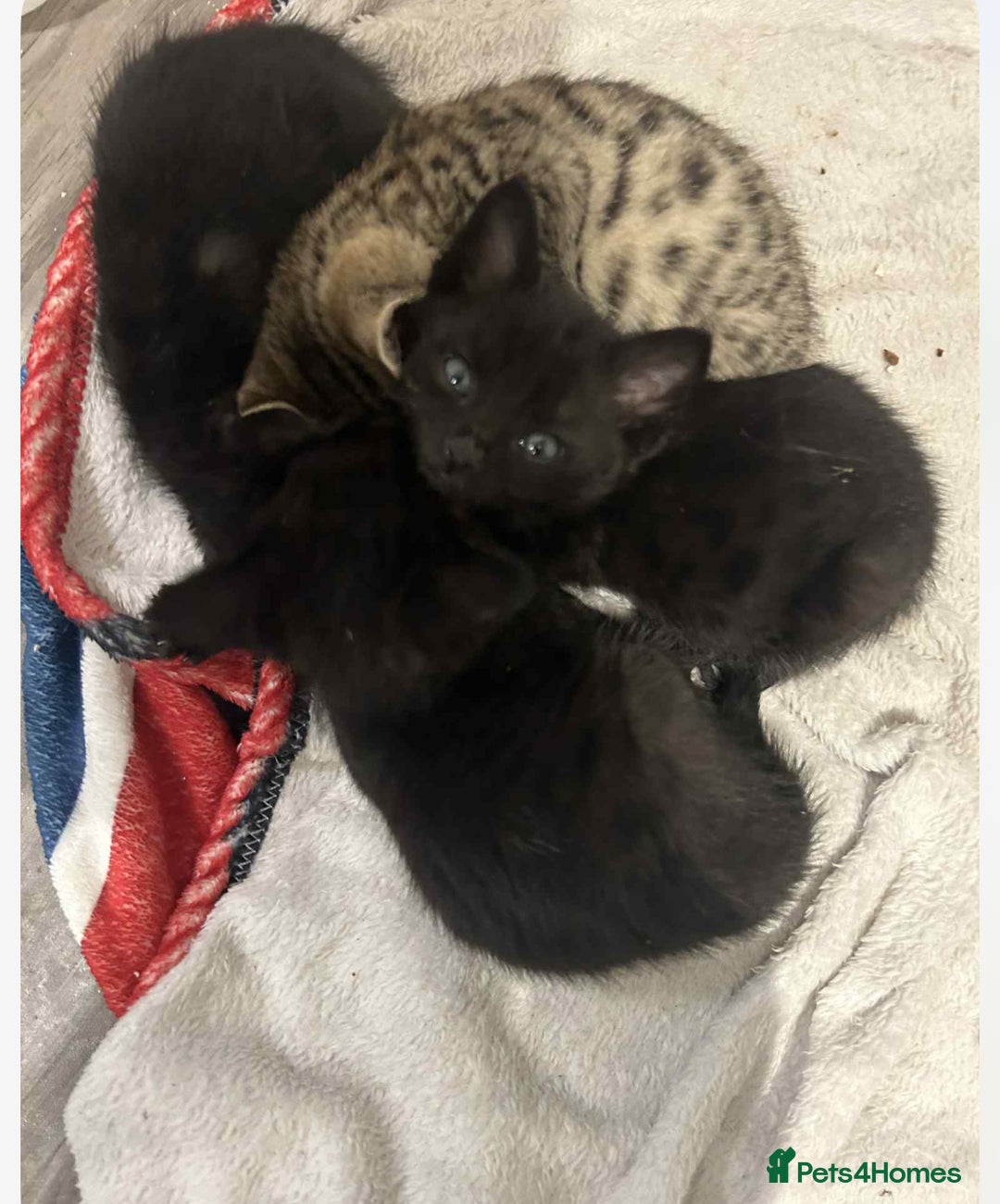 Savannah cats for sale: 2 black smoke Savanna's left f3 need a home asap  - Advert 3