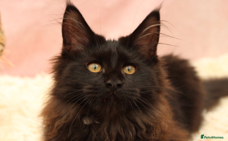 Maine Coon cats - Advert 4