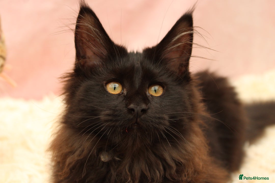 Maine Coon cats for sale: 🔥Last Maine Coon kitten available 🔥 - Image 1