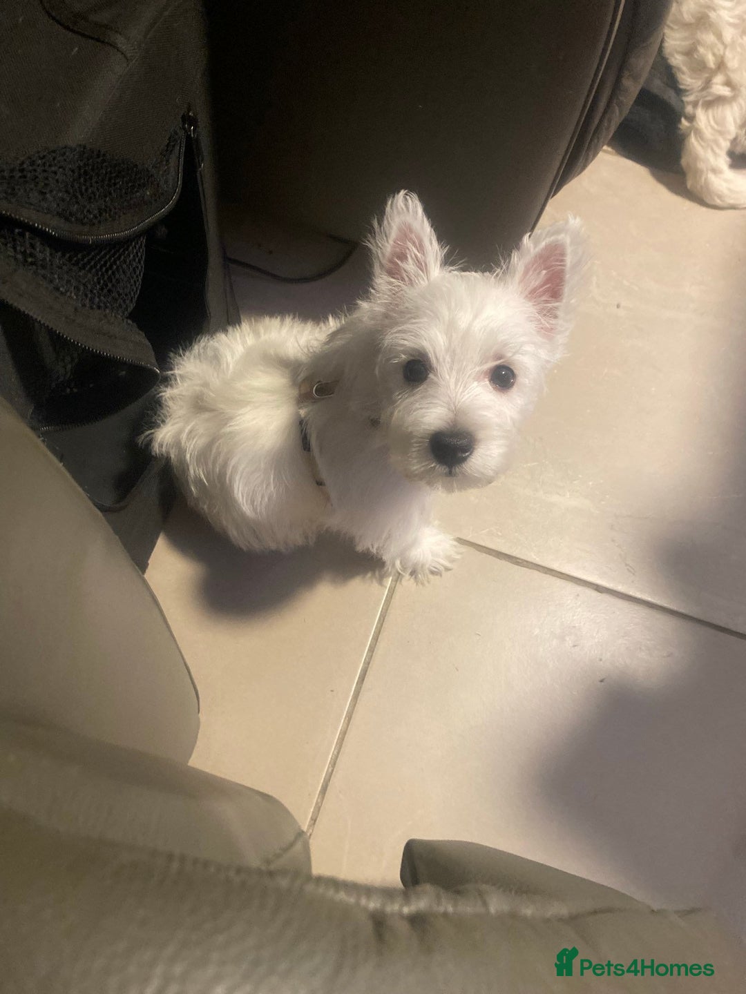 West Highland Terrier dogs for sale: Exquisite Fluffy Little WestHighland White Terrier - Advert 5