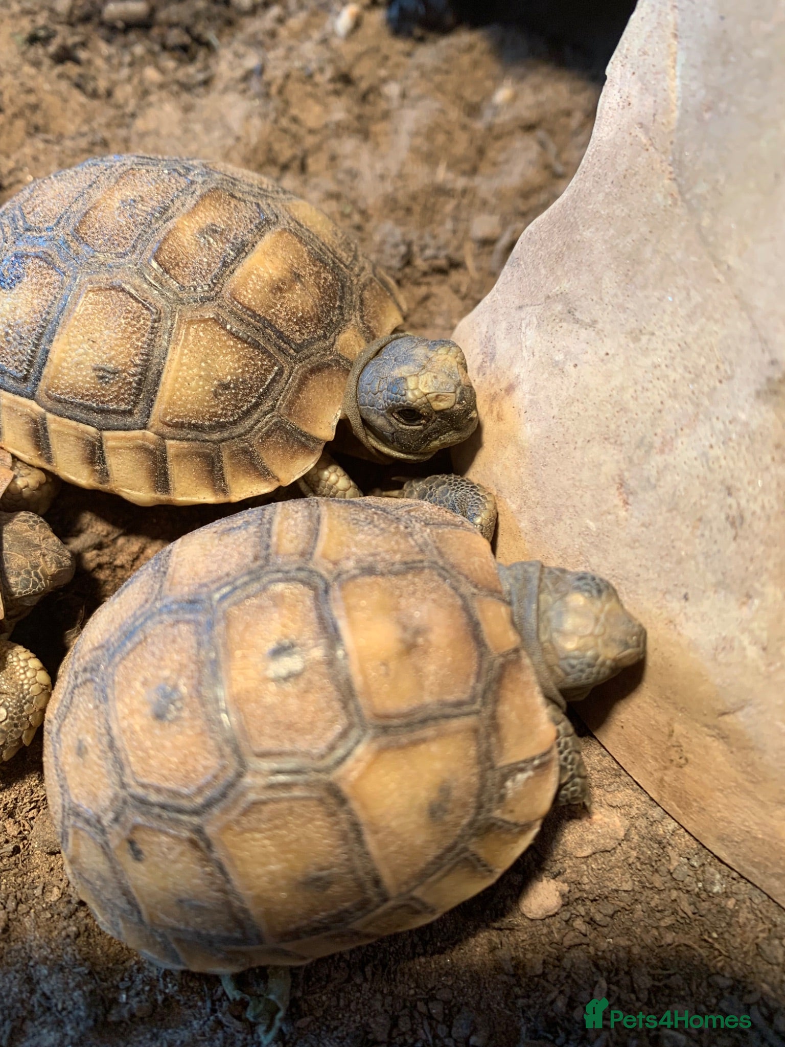 Tortoise reptiles The old fashioned garden tortoise  - Advert 2
