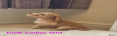 Pink Collar Girl