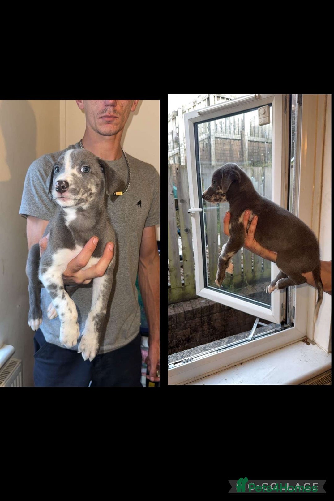 Lurcher dogs for sale: Lurcher (collie bull greyhound) pups - Image 6