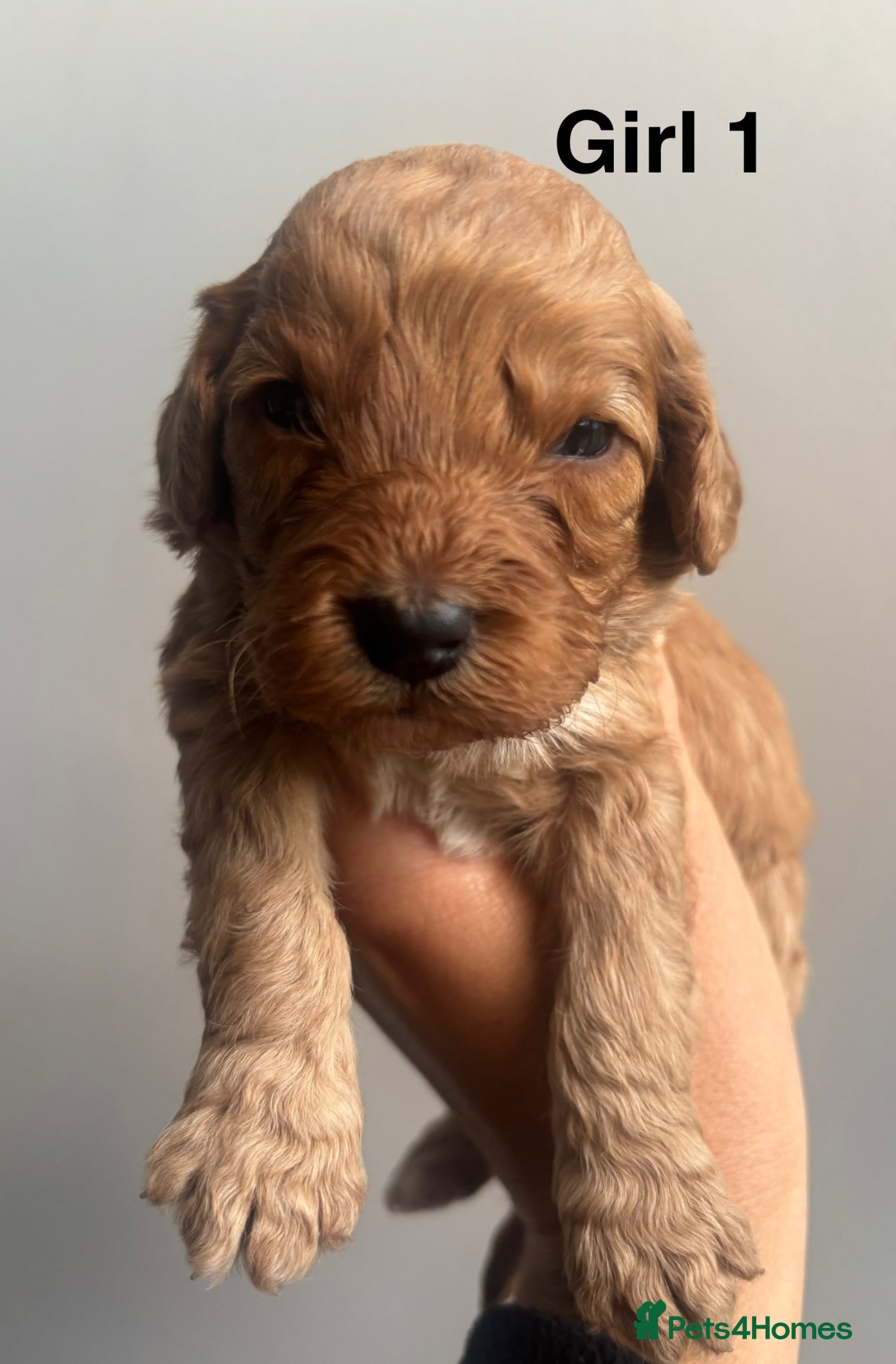 Cockapoo dogs F1 Cockapoo Puppies  - Advert 2
