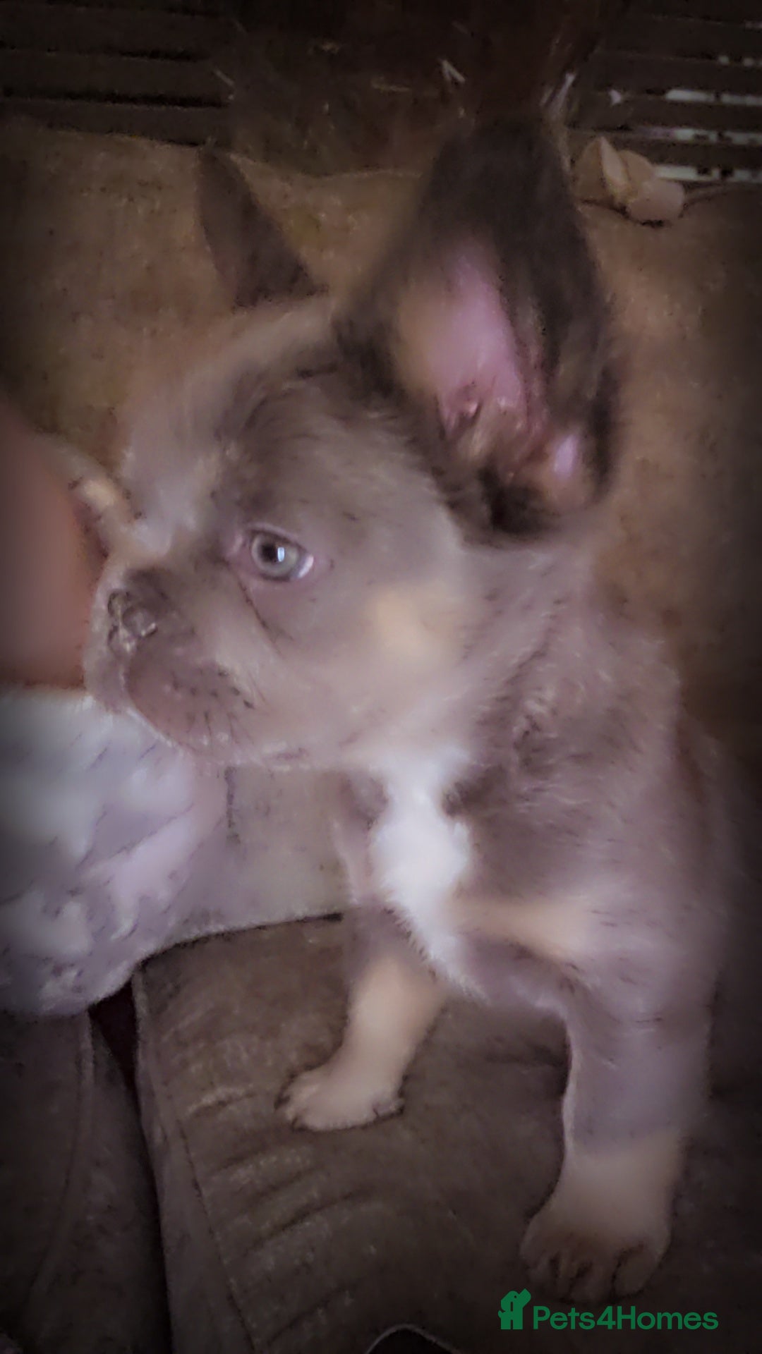 French Bulldog dogs for sale:  🐾READY FOR NEW HOMES NOW Isabella&Tan Boys🏡🐾 - Image 21