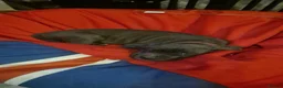 Cane Corso dogs for sale: Cane corso  in Stoke-on-Trent - Advert 7