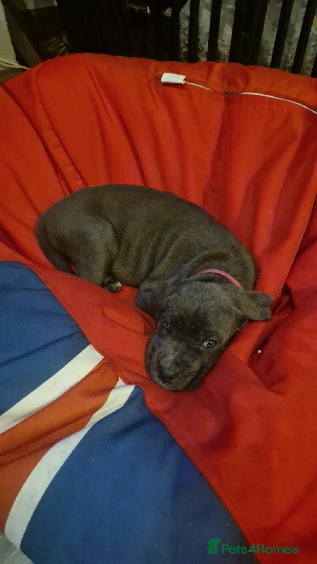 Cane Corso dogs for sale: Cane corso  in Stoke-on-Trent - Advert 7