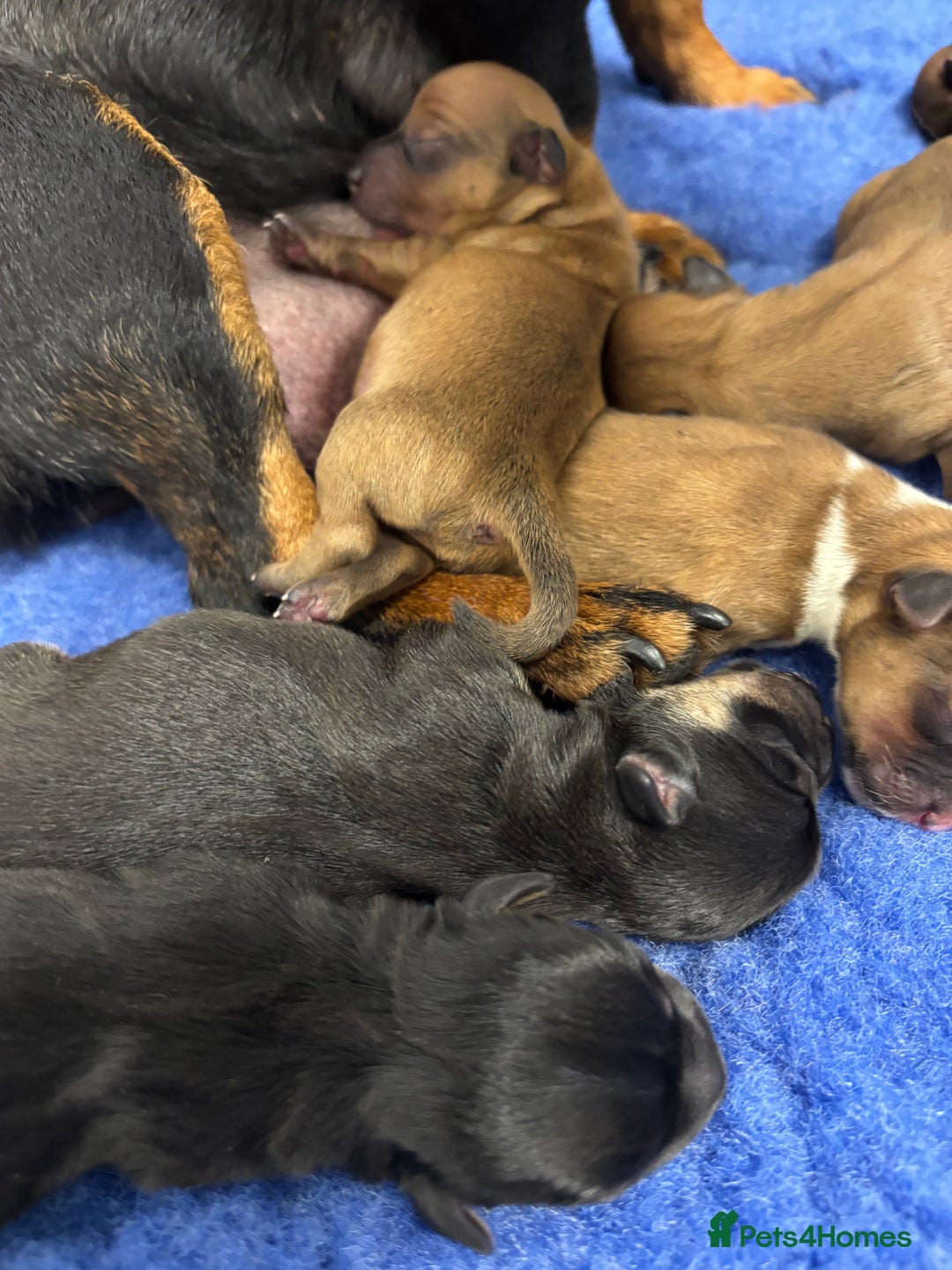 Jack Russell dogs for sale: Miniature Jack Russell’s  - Advert 3